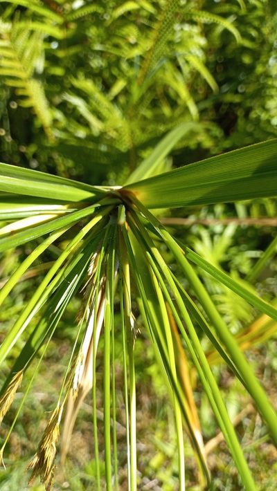Cyperus prolixus, photographed by JG