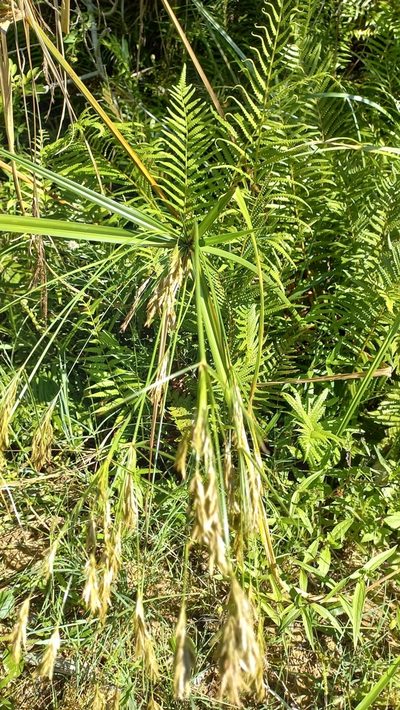 Cyperus prolixus, photographed by JG