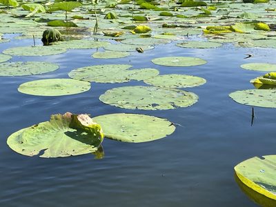Nelumbo lutea, photographed by Brian O'Meara