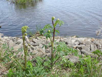 Angelica atropurpurea, photographed by Liren Varghese