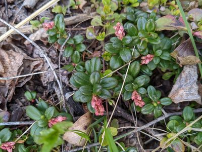 Vaccinium vitis-idaea, photographed by Todd Boland