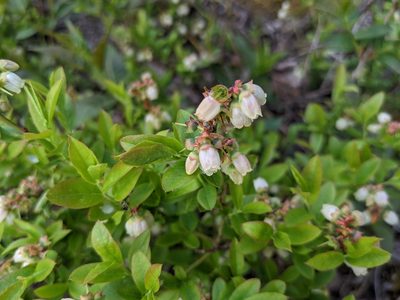 Vaccinium angustifolium