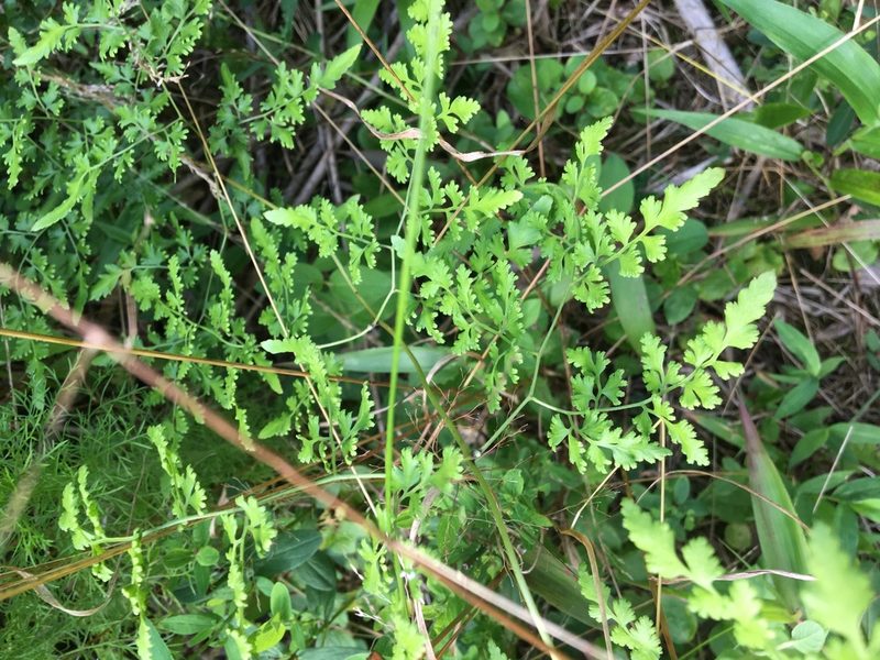 Lygodium japonicum, photographed by Jessica