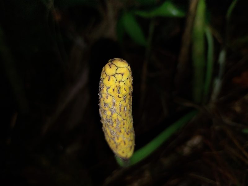Monstera obliqua, photographed by Daniel Mesa