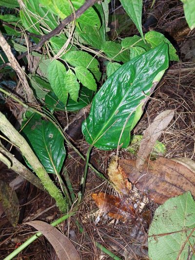 Monstera obliqua, photographed by Daniel Mesa