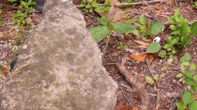 Trillium viride, photographed by Elaine Wolshock/Matthew Fook