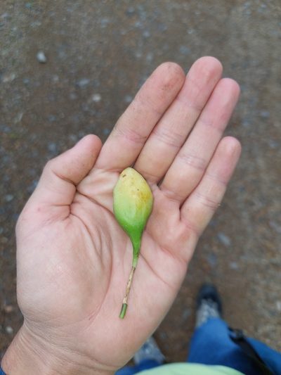 Passiflora trisulca, photographed by Daniel Mesa