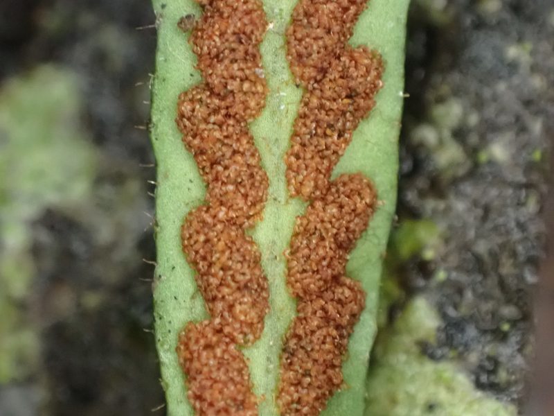 Notogrammitis ciliata, photographed by Leon Perrie