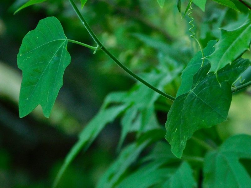 Menispermum canadense, photographed by Michael J. Papay