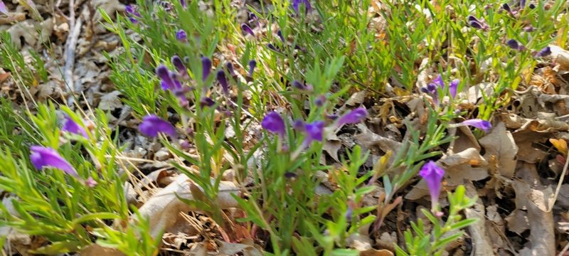 Scutellaria siphocampyloides, photographed by Amthinkia