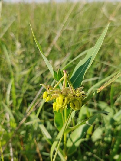 Asclepias meadii, photographed by Scott Allen Davis