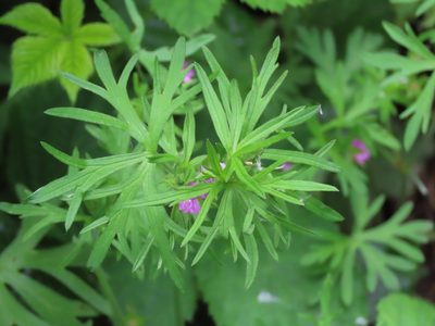 Geranium dissectum, photographed by Erin Springinotic
