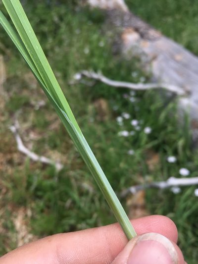 Carex bella, photographed by Cecelia Alexander