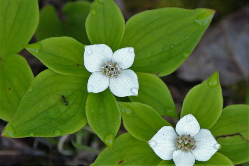 Cornus canadensis, photographed by webohms