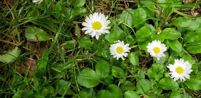 Bellis perennis