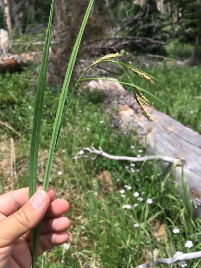 Carex bella, photographed by Cecelia Alexander