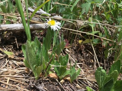 Erigeron coulteri, photographed by Cecelia Alexander