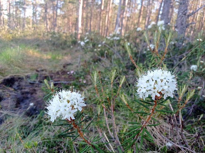 Rhododendron tomentosum, photographed by Валерий Гончарук