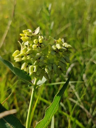 Asclepias meadii, photographed by Scott Allen Davis