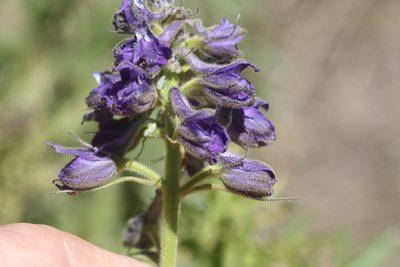 Delphinium barbeyi, photographed by Scott Loarie
