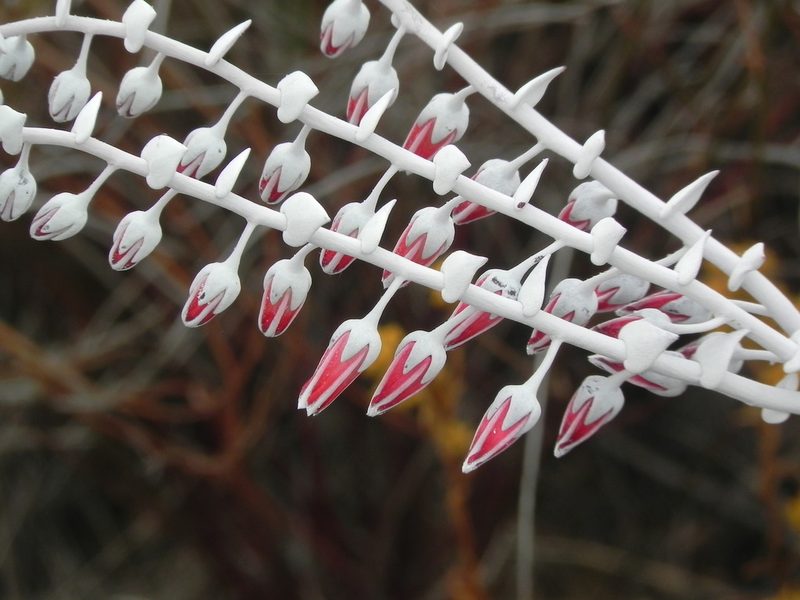 Dudleya pulverulenta, photographed by James C. Davis