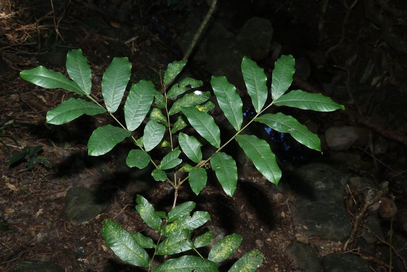 Harpullia hillii, photographed by Greg Tasney