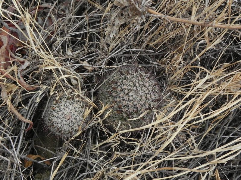 Cochemiea dioica, photographed by James C. Davis