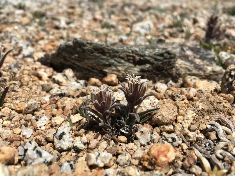 Castilleja nana, photographed by Martin Purdy