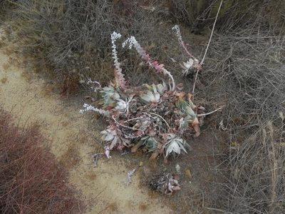 Dudleya pulverulenta, photographed by James C. Davis