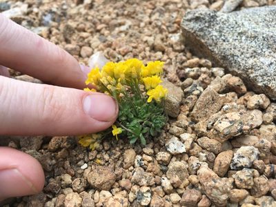 Draba lemmonii, photographed by Martin Purdy