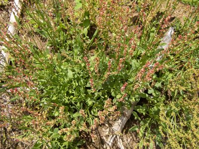 Rumex acetosella, photographed by Randy A Nonenmacher