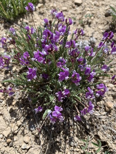 Astragalus jejunus, photographed by brunsonm
