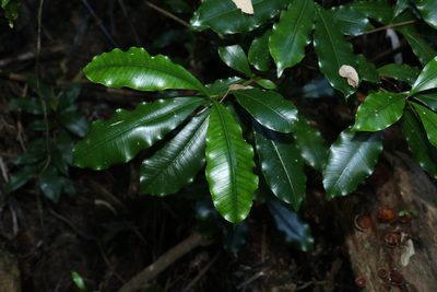 Ochrosia poweri, photographed by Greg Tasney
