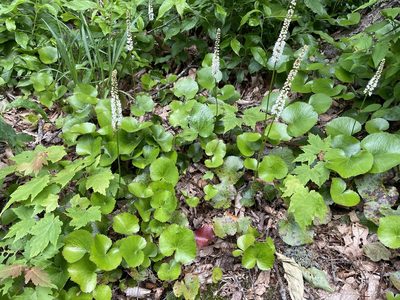 Galax urceolata, photographed by Kyle Van Houtan