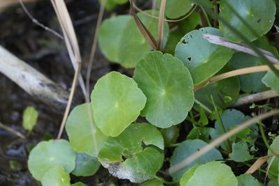 Hydrocotyle verticillata