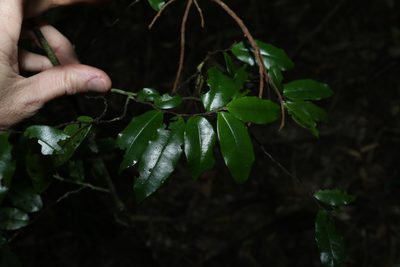 Meiogyne stenopetala, photographed by Greg Tasney