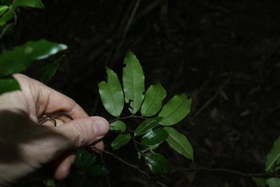 Meiogyne stenopetala, photographed by Greg Tasney