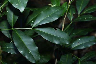 Anthocarapa nitidula, photographed by Greg Tasney