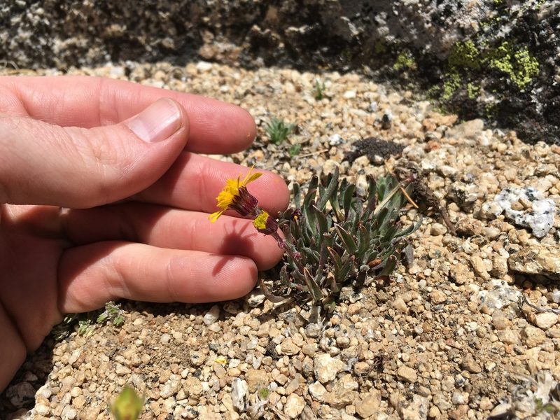 Packera werneriifolia, photographed by Martin Purdy