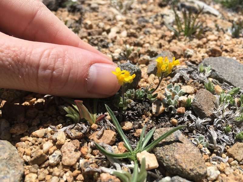 Draba lemmonii, photographed by Martin Purdy