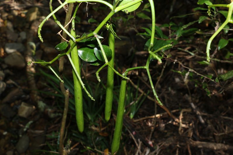 Pseudovanilla foliata, photographed by Greg Tasney