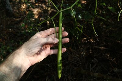 Pseudovanilla foliata, photographed by Greg Tasney