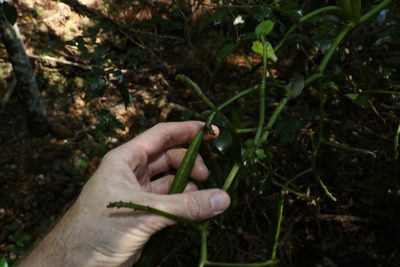 Pseudovanilla foliata, photographed by Greg Tasney