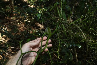 Pseudovanilla foliata, photographed by Greg Tasney