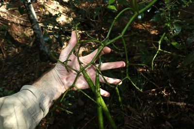 Pseudovanilla foliata, photographed by Greg Tasney