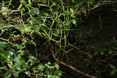 Pseudovanilla foliata, photographed by Greg Tasney