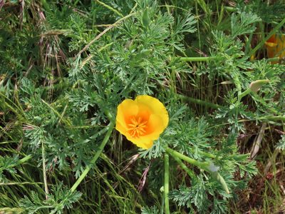 Eschscholzia californica, photographed by Erin Springinotic