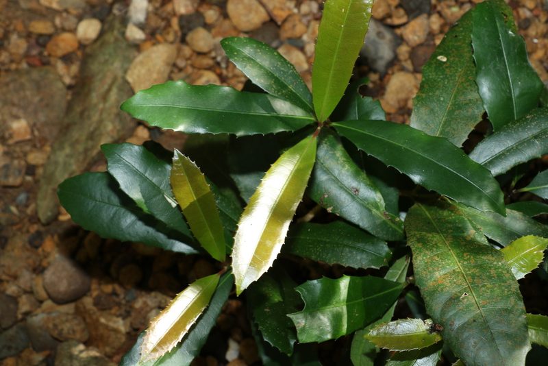 Wilkiea austroqueenslandica, photographed by Greg Tasney