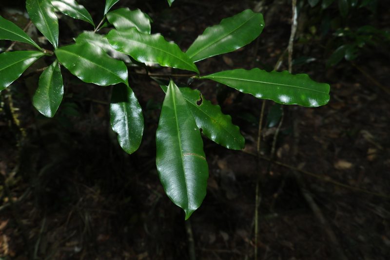 Ochrosia poweri, photographed by Greg Tasney