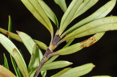 Coprosma linariifolia, photographed by Pieter Pelser